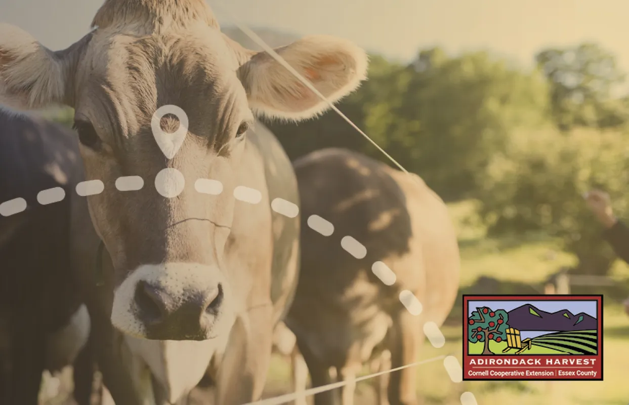 Cows grazing in a pasture.